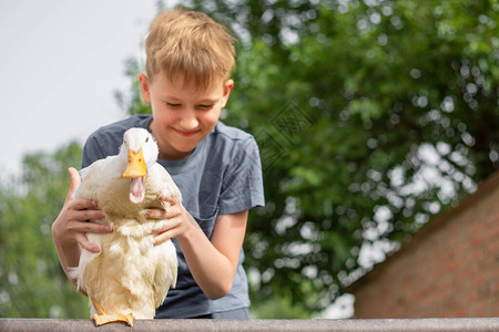 农场里的一个男孩手里拿着一只鸭子男孩微笑图片