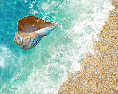 夏天背景贝壳在海浪蓝色海水溅模板背景与夏天复制空间横幅抽象假期图片