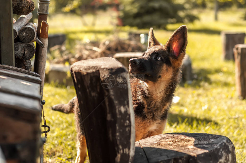 一只可爱的德国牧羊犬狗在阳光明媚的图片