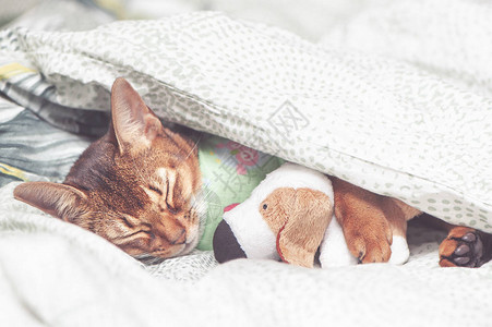 阿比西尼猫穿着床布睡在毯子下图片