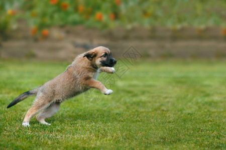 小狗在草地上跳跃和玩耍图片