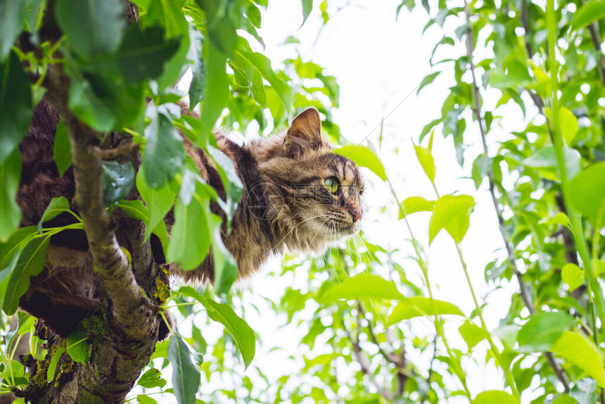 毛茸的条纹猫在绿叶中间的一棵图片