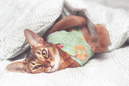 在床上做绝育手术后躺在毯子里的阿比西尼猫生图片