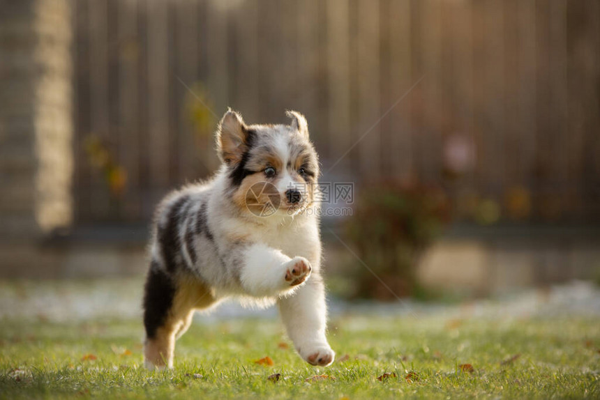 小狗澳大利亚牧羊犬奔跑宠物玩耍院子里上的狗图片