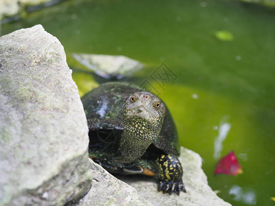 一只水龟坐在岩石上图片