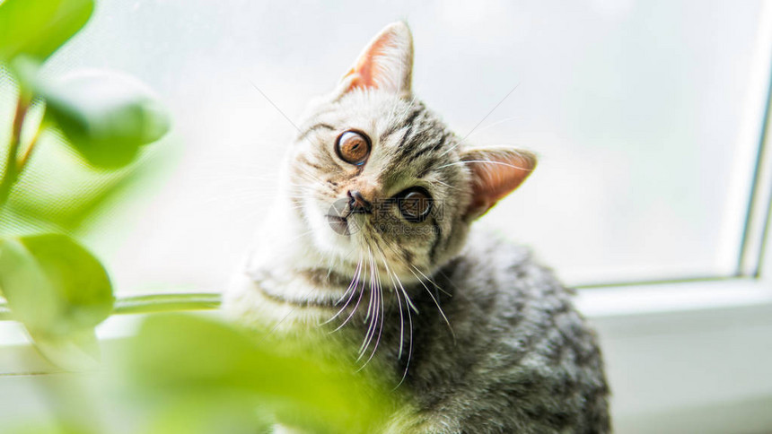 可流食的苏格兰折叠猫和靠图片