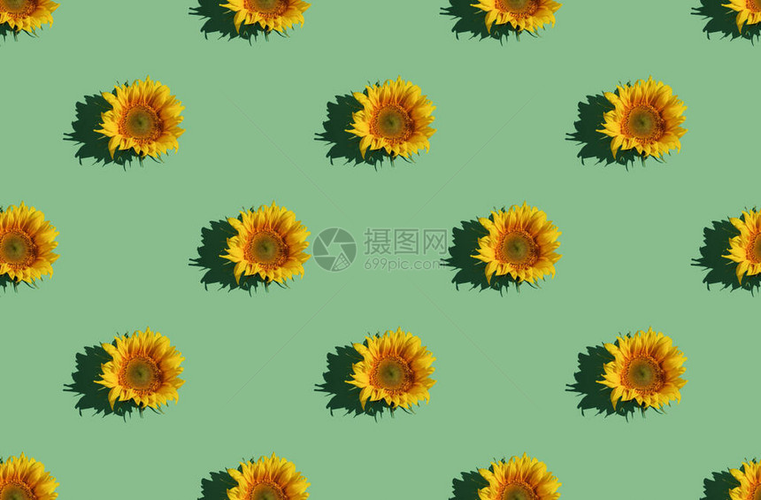 夏日模式与向日葵形成图片