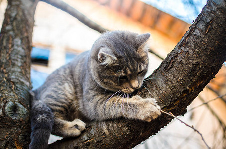 一只小猫爬上一棵树紧粘着它一张明图片