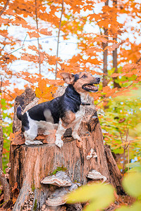狗杰克罗素梗在公园里散步家庭宠物狗在公园里散步秋天公园明图片