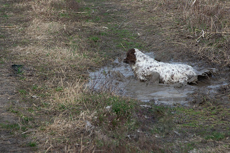 英国塞特犬和腊肠犬在短暂的休息中英语塞特犬在狩猎图片