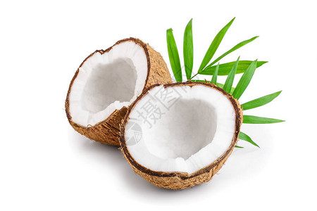 一半椰子叶子在白色背景图片