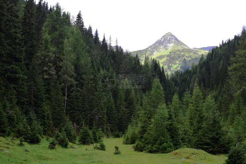 一座山峰在森林后面升起图片
