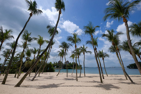 美丽的热带棕榈树与白云的蓝天相对图片