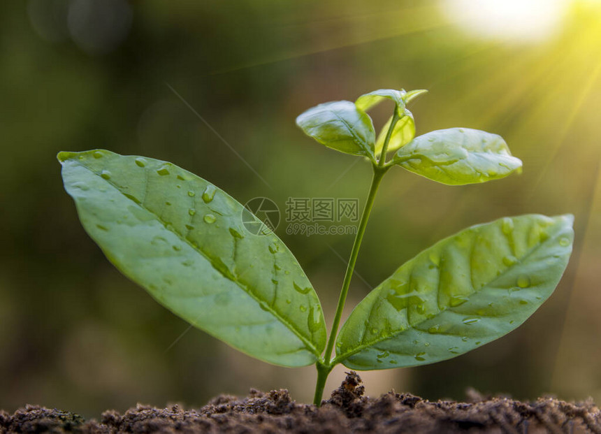 种植一棵小植物在一片绿木树底图片