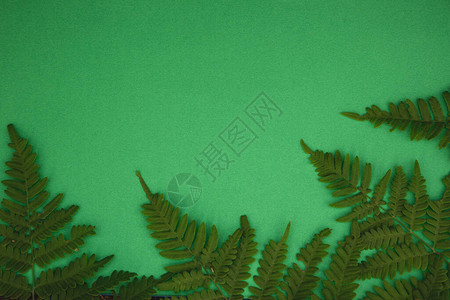 带有复制空间的绿色背景上的蕨叶背景图片