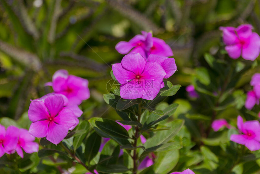 盛开的粉红色长春花长春花是夹竹桃科的开花植物属像长春花属一样图片