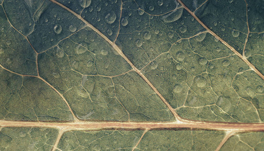 紧贴的绿色叶和水滴图案背景纹理宏观摄影视图片