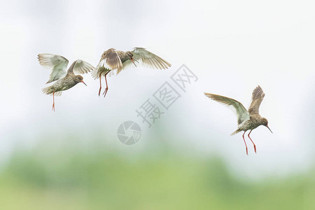 美丽的普通红腿tringatotanus鸟飞图片
