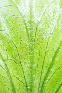 新鲜多汁的生菜沙拉特写食物的背景宏观照片在树荫下健康食品的概图片