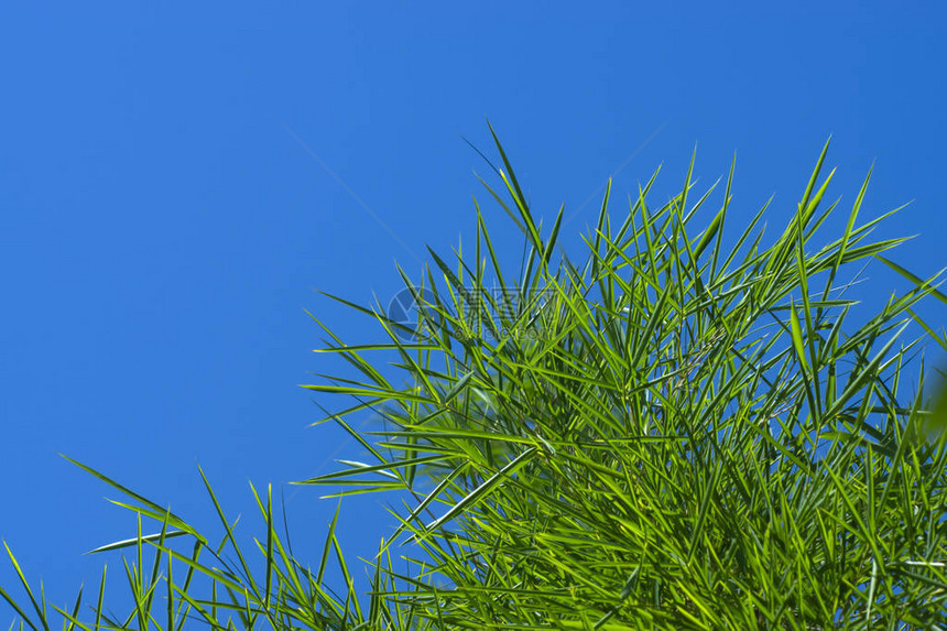 蓝天空间背景的新鲜竹叶图片