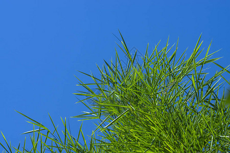 蓝天空间背景的新鲜竹叶图片