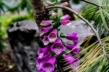 在安大略多伦的一个公园里生长的紫色松龙图片