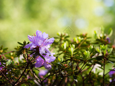 杜鹃丛紫花杜鹃花在春园绽放图片