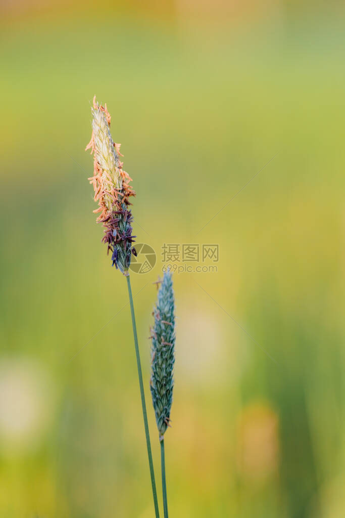 夏季开花草甸上的春草浅焦点自然散景背图片