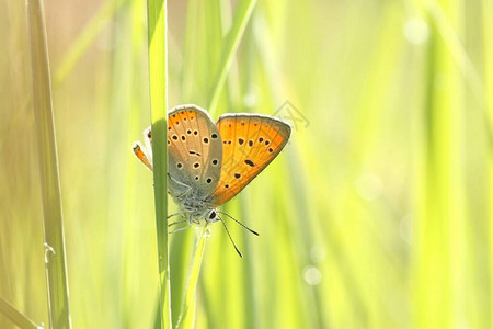 阳光下新鲜绿草间的蝴蝶图片