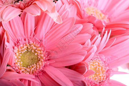 美丽的粉红色雪贝拉图片