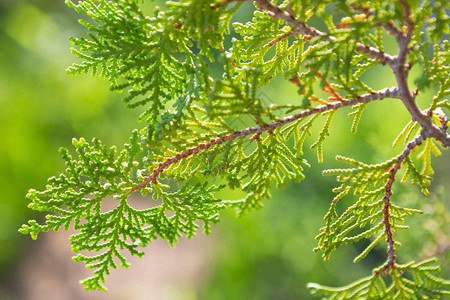 接近东方Arborvitae的地图片