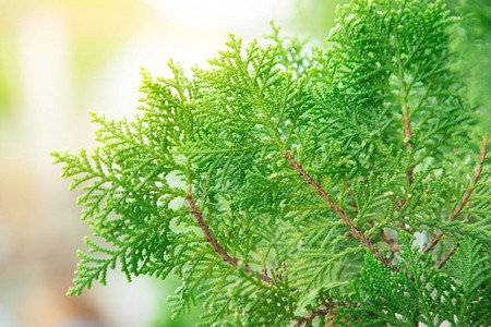 接近东方Arborvitae的地图片