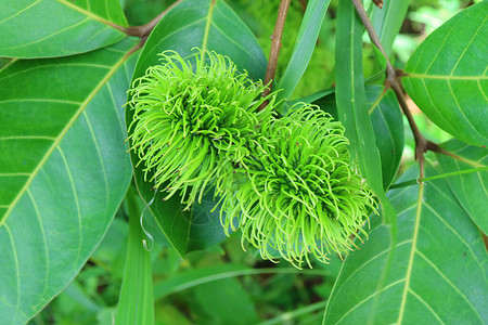 关闭了泰国树上一棵绿色的绿色的不熟的Rambuta图片