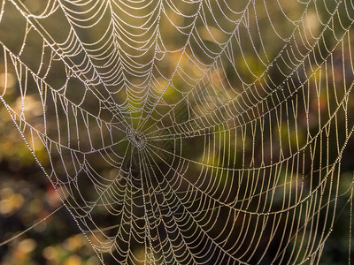 夏末晨光中的蜘蛛网图片