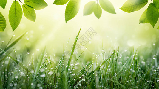 自然春夏绿色背景有露和树叶草的布图片