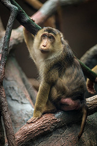自然中的猕猴猪肖像高清图片