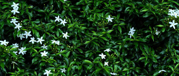 含有绿叶GardeniaJasminoides和热带绿色树叶自然图片
