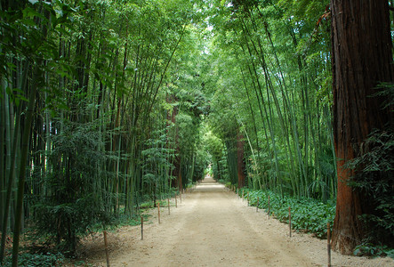 Anduze一个公园中的亚洲竹子森林图片