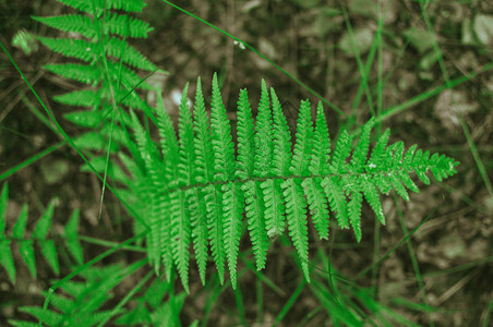 热带绿色野生树叶为背景和设计准图片
