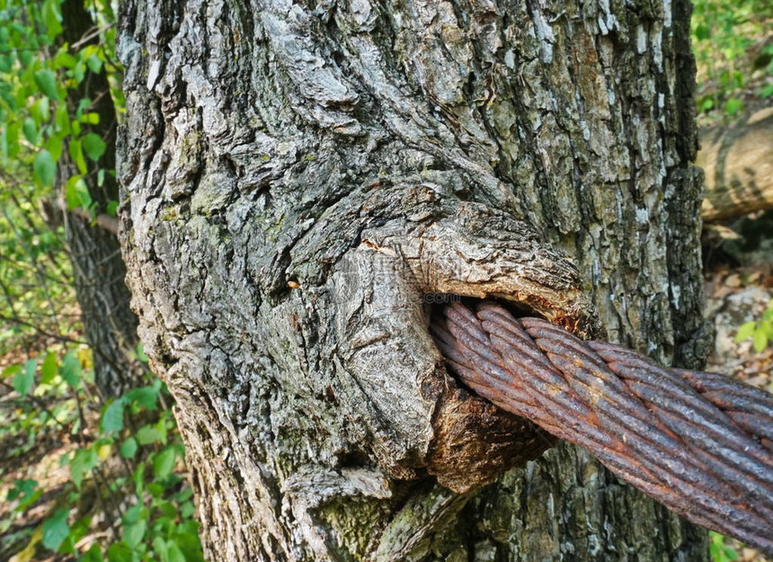 老生锈的钢丝绳穿过树干图片