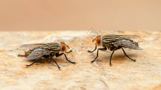 两只苍蝇在浅棕色地板上面对图片