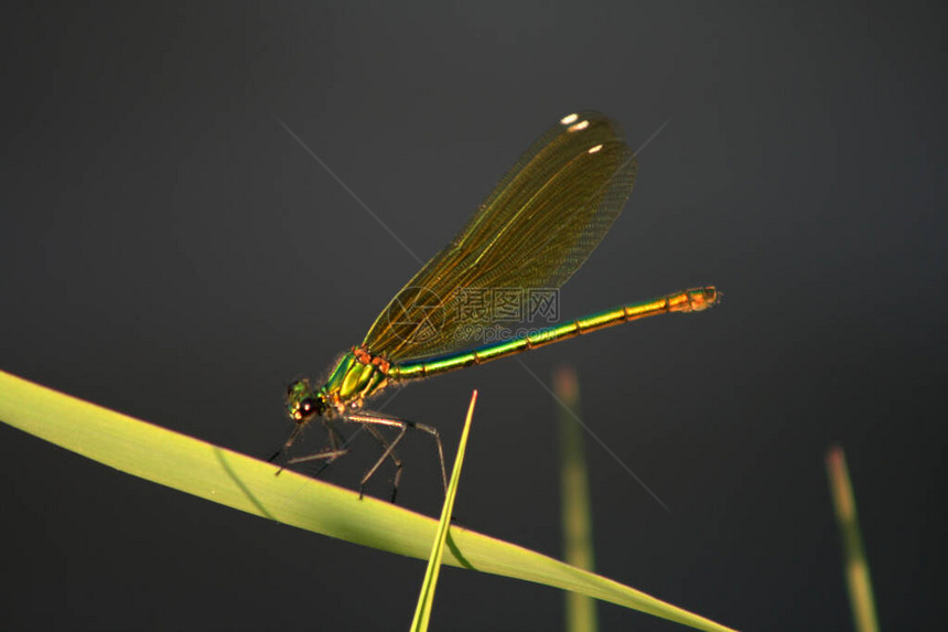 在草叶上的agrion属蜻蜓图片