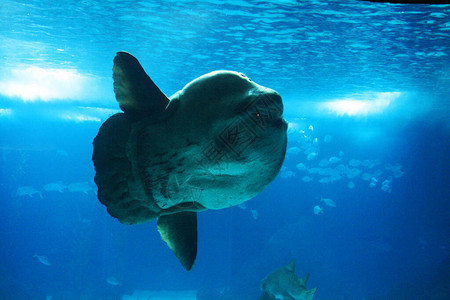 葡萄牙里斯本水族馆一条背景图片