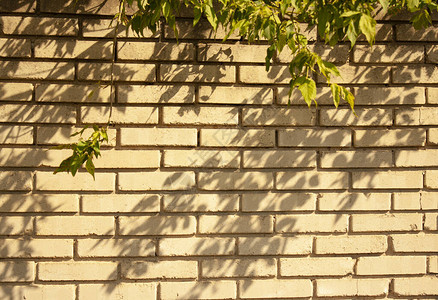 浅色砖墙上的树叶阴影背景图片
