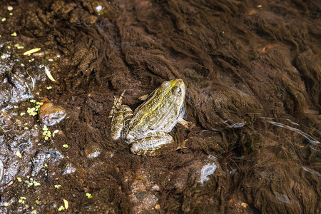 一只青蛙坐在水中的池塘里背图片