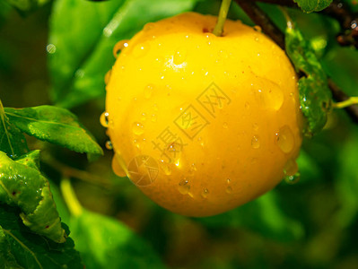 李子果实浆果与雨水滴黄梅果园艺夏季文本的地方水果店橱窗的广告投票果园浆果的背景图片