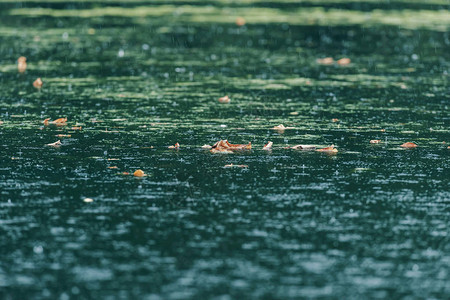 雨中的河流棕色的叶子和浮萍图片