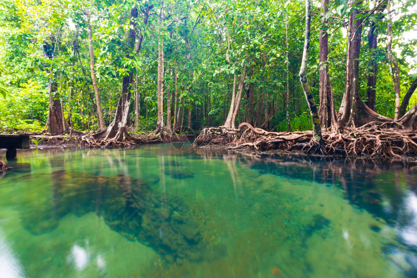 红树林雨中被淹的树木绿色自然场景图片
