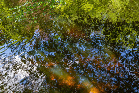 绿色多彩的夏天背景树叶上一片旧橡树阳图片