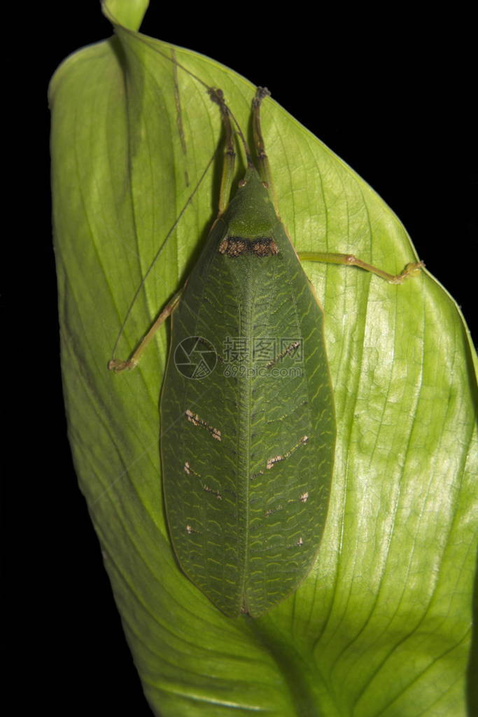 喀拉邦野生动物保护区的Phasmida图片